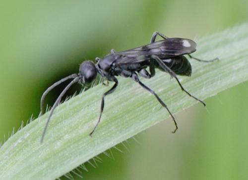 Priocnemis propinqua